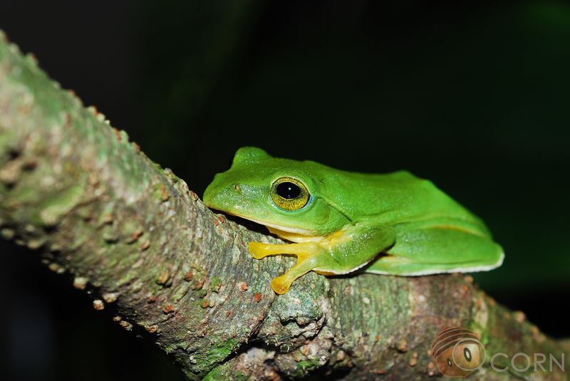 沖繩綠樹蛙
