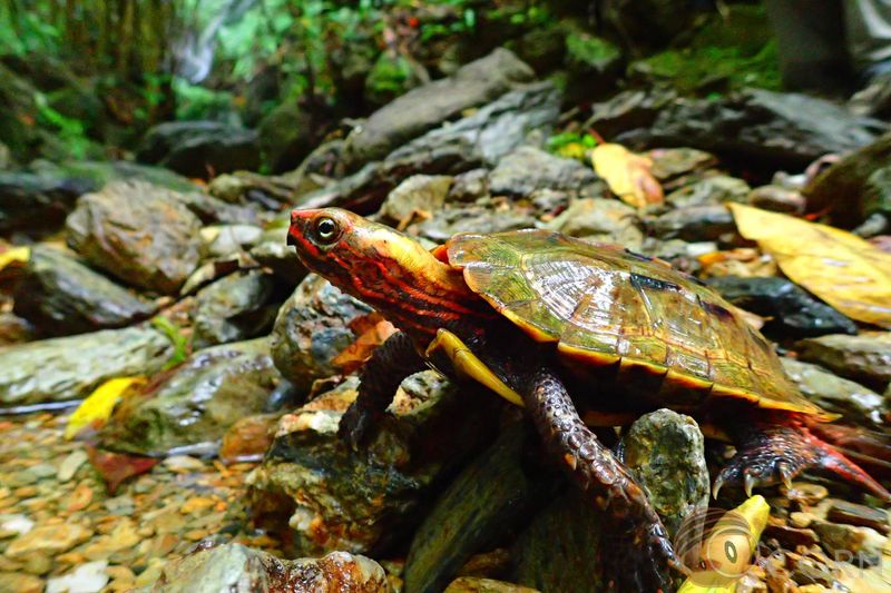 琉球山龜