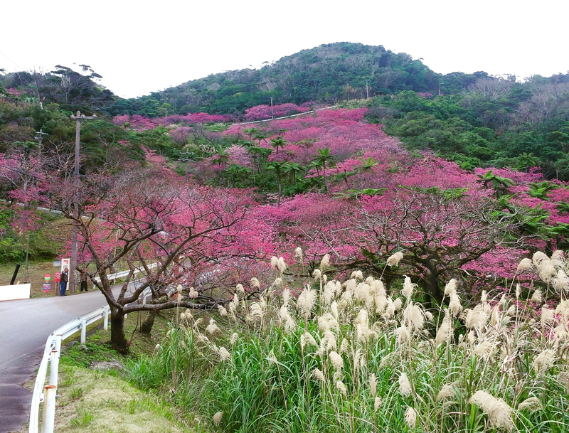 八重岳的櫻花